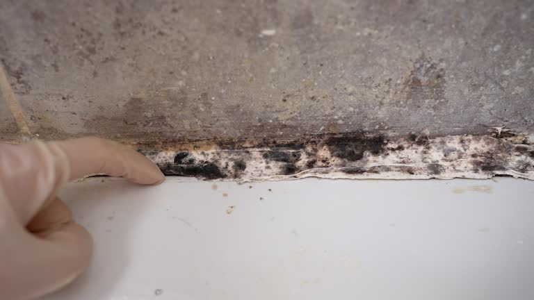 Best Biohazard Mold Removal  in Quartz Hill, CA